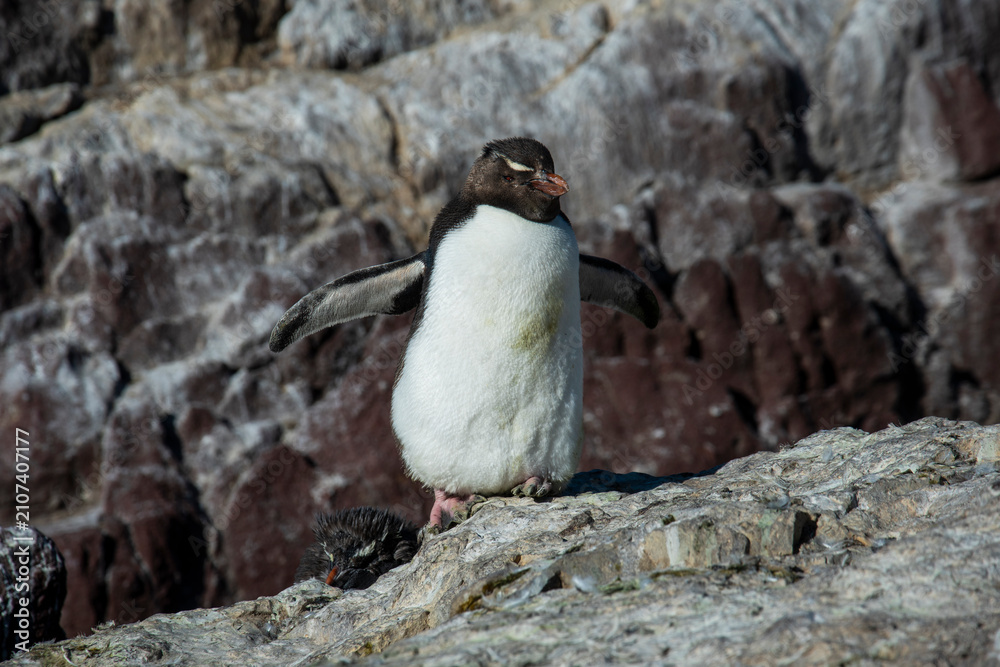 Fototapeta premium Rockhopper Penguin in Penguin Island,Puerto Deseado, Santa Cruz Province, Patagonia Argentina
