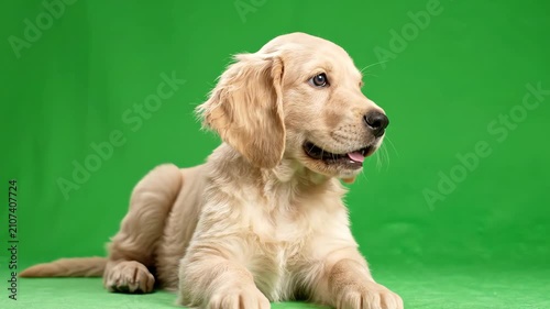 Adorable golden retriever puppy sitting and tilting its head curiously against a solid green screen background for compositing