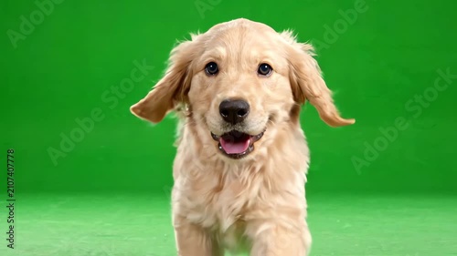 Adorable golden retriever puppy running energetically towards camera on chroma key green screen background