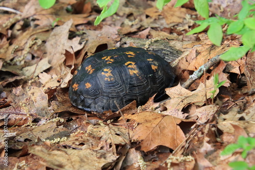 Принти на полотні box turtle tortoise carapace in the leaf litter
