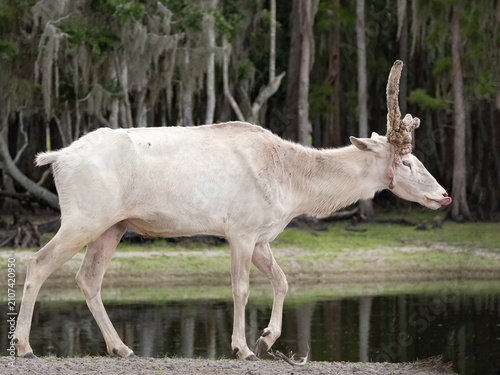 Big buck fallow deer with the velvet coming off his antlers walking near a lake with its tongue out