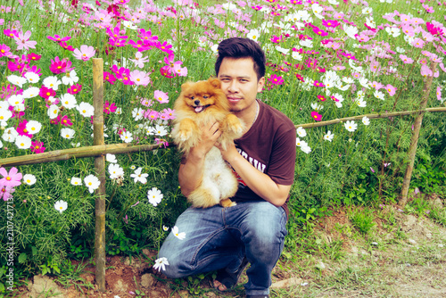 asia man with pomeranian in Cosmos flowers garden