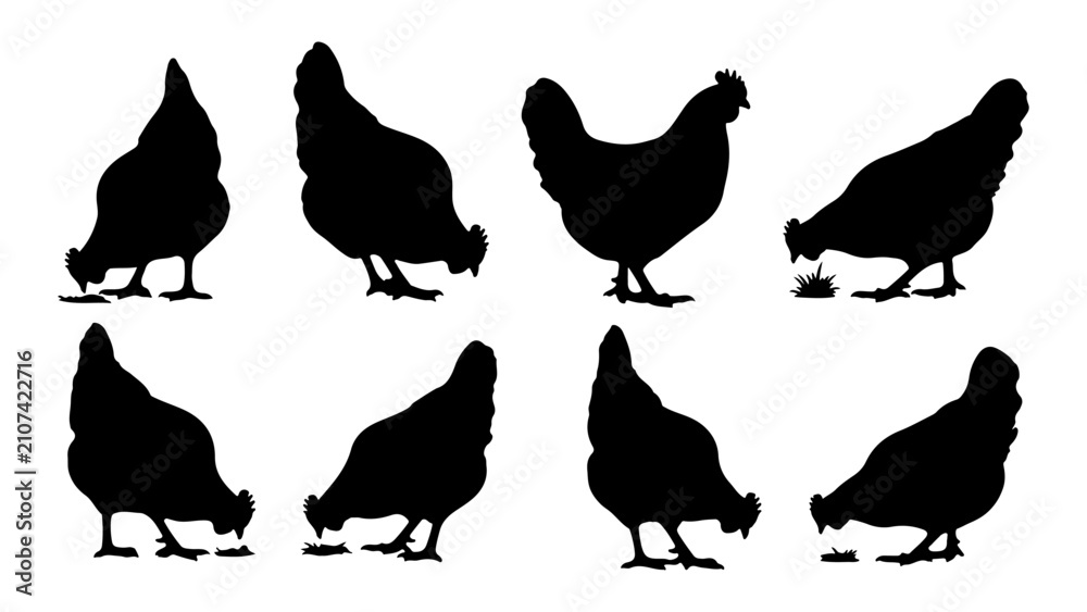 Fototapeta premium Silhouettes of Various Chicken Breeds in Different Poses.