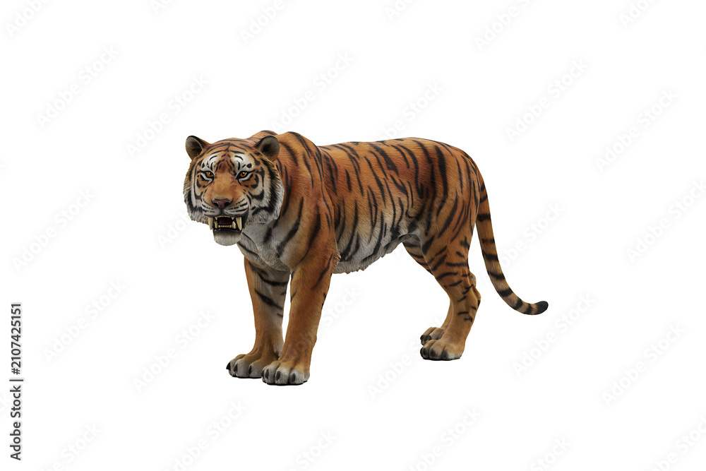 Obraz premium Powerful tiger standing in a dominant pose with open mouth showing teeth as a symbol of strength and wild nature isolated on a solid black background