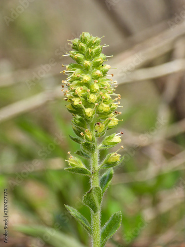 Besseya bullii aka Kittentails and Bull's Coraldrops Wildflower Growing in Native Habitat