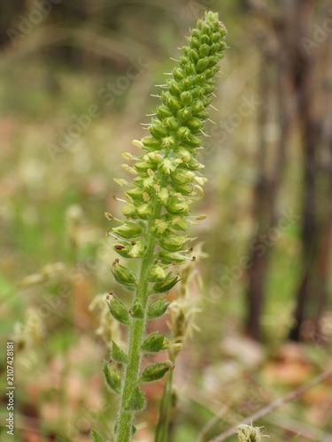 Besseya bullii aka Kittentails and Bull's Coraldrops Wildflower Growing in Native Habitat