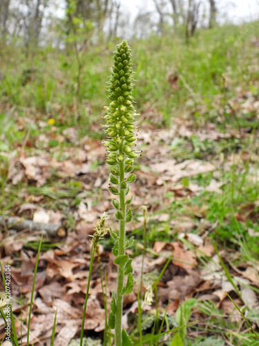 Besseya bullii aka Kittentails and Bull's Coraldrops Wildflower Growing in Native Habitat