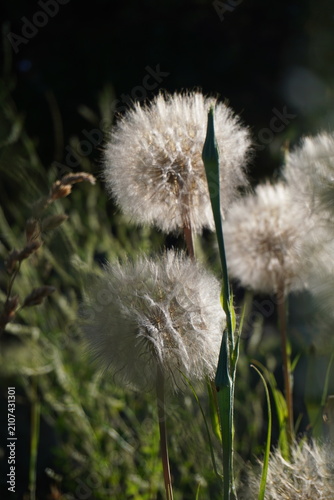 Canvastavla A close-up shot of dandelion seed heads with white fluffy pappus in a sunny field