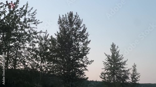 View of Forest Trees at Dusk – Natural Woodland Landscape Stock Video