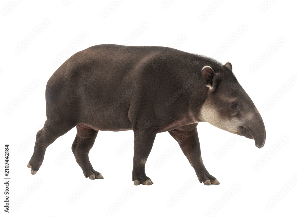 Obraz premium Adult Tapir Walking Gracefully on White Background