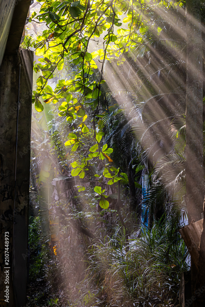 Obraz premium Beautiful sunbeams filtering through dense tropical foliage and lush green leaves in a misty jungle environment