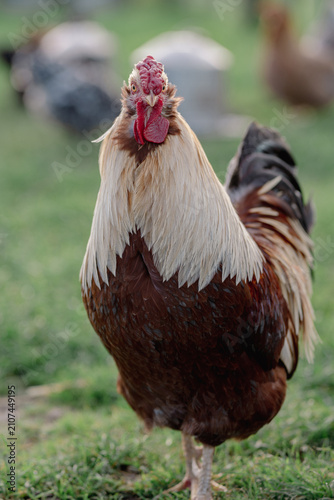 Quadro su tela Vibrant rooster with striking plumage stands proudly in green grass