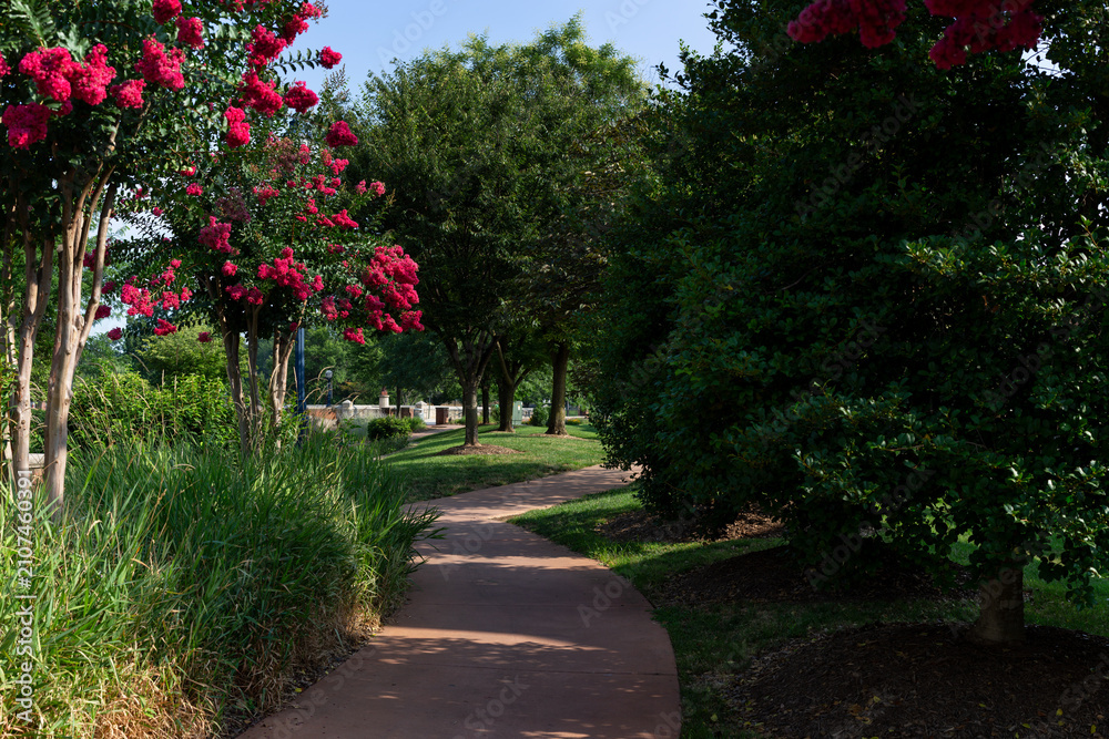 Fototapeta premium Winding walking path with pink blooming trees in Carroll Creek Park