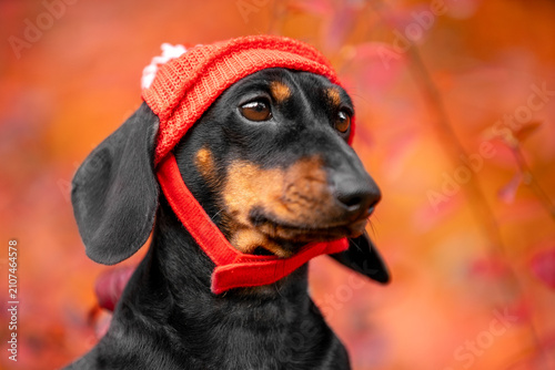 Quadro su tela Portrait of a black and tan dachshund dog in a red knitted pompom hat looking aside against a vivid blurred red autumn forest background, cozy seasonal pet fashion