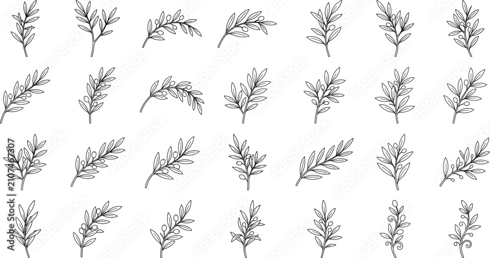 Fototapeta premium Botanical Olive Branch Outline Collection with Leafy Twigs and Berry Sprigs Line Art Vector Set