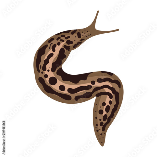 Spotted leopard slug vector illustration isolated on white