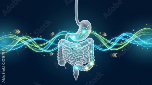 Human digestive system anatomy with glowing energy waves representing metabolism and gut health on a dark blue background