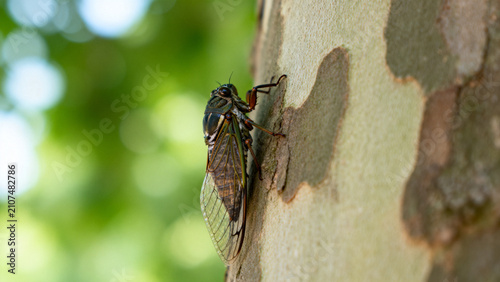 A cicada resting on the bark of a plane tree on a summer day.