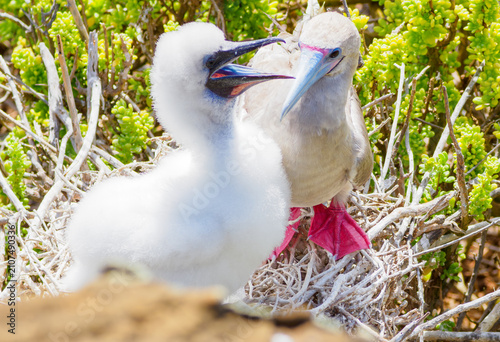 Photography An adult red-footed booby (Sula sula) sitting on a nest with its fluffy white ch