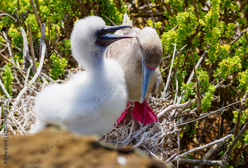 Fotografie An adult red-footed booby (Sula sula) sitting on a nest with its fluffy white ch
