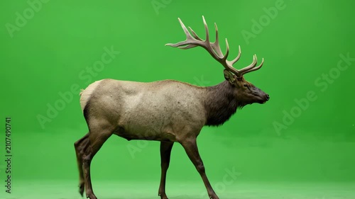 Majestic elk with large antlers walking slowly across a vibrant green screen background for easy keying and post production