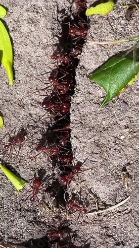 Vertical shot of red leafcutter ants carrying green leaf pieces across the ground in a public park