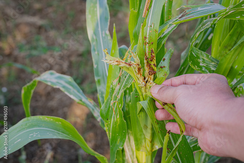 Farmer hand inspecting corn borer pest damage on green leaves and tassel in agricultural field, closeup
