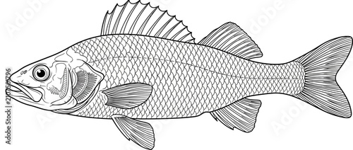 Tableau sur toile Black and White Drawing of a Freshwater Fish