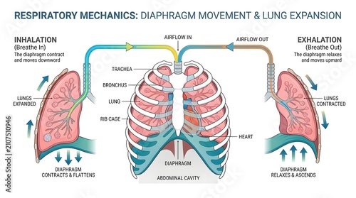 Respiratory Mechanics Diagram Illustrating Diaphragm Movement and Lung Expansion During Breathing.