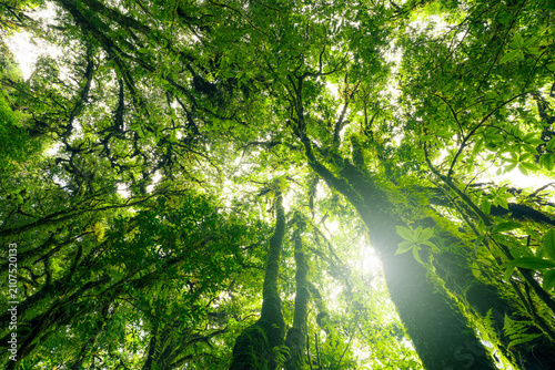 Obraz na plátne Looking up view of tree trunk to green leaves of tree in forest with sun light