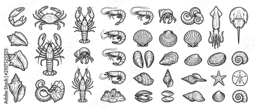 Foto Collection of Hand-Drawn Seafood and Shells Illustrations