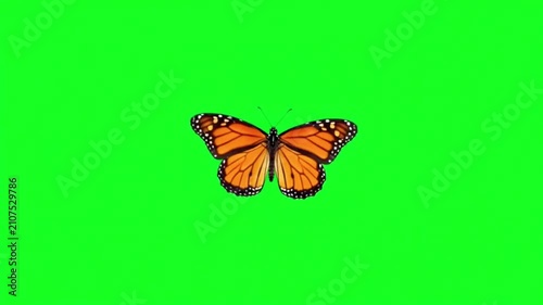 Realistic orange butterfly flies by against a green screen.