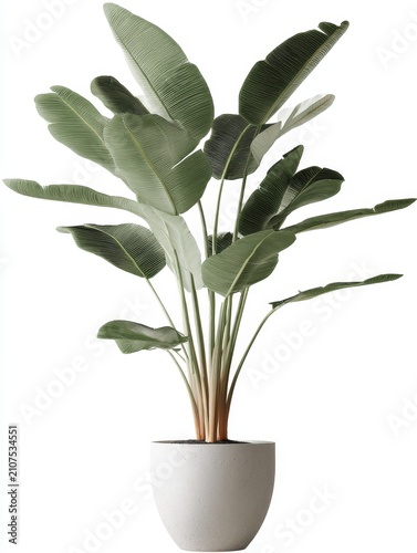 3D realistic banana plant in a pot on white background, minimal composition with neutral tones, suitable for wall art, backdrop, or arched window frame, elegant botanical design