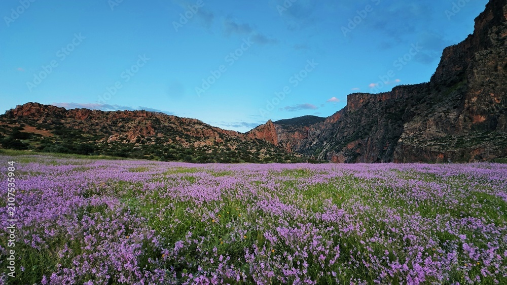 Obraz premium lavender field in provence france