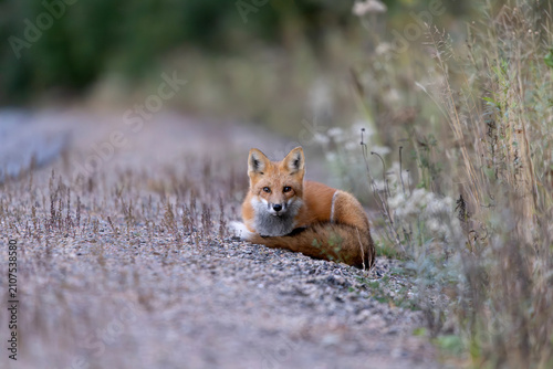 Photography Wild red fox Vulpes vulpes looking at camera curled up on gravel shoulder beside