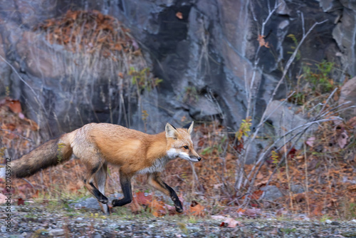 Foto Side view profile of wild red fox Vulpes vulpes trotting on rocky ground in autu