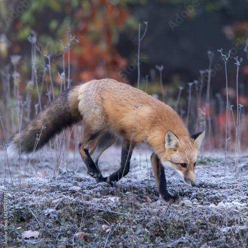 Obraz na plátně Red fox Vulpes vulpes stalking through a frosty field in late autumn on a crisp