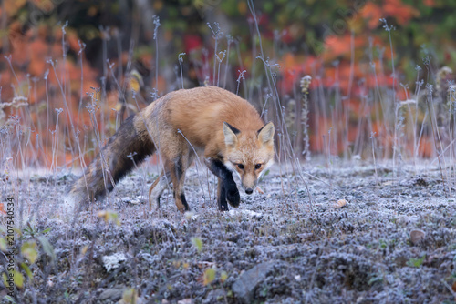 Konstfotografi Wild red fox Vulpes vulpes stalking through frosted autumn field in Algonquin Pr