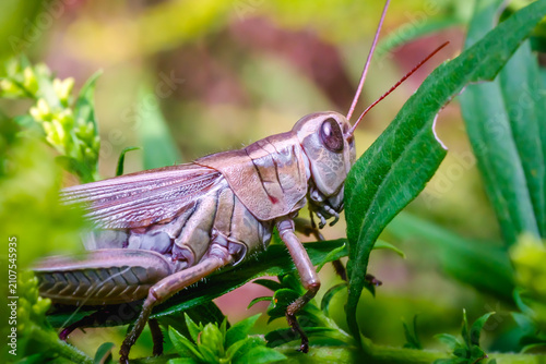 Canvastavla Grasshopper in Summer Garden Close Up Insect Wildlife Nature