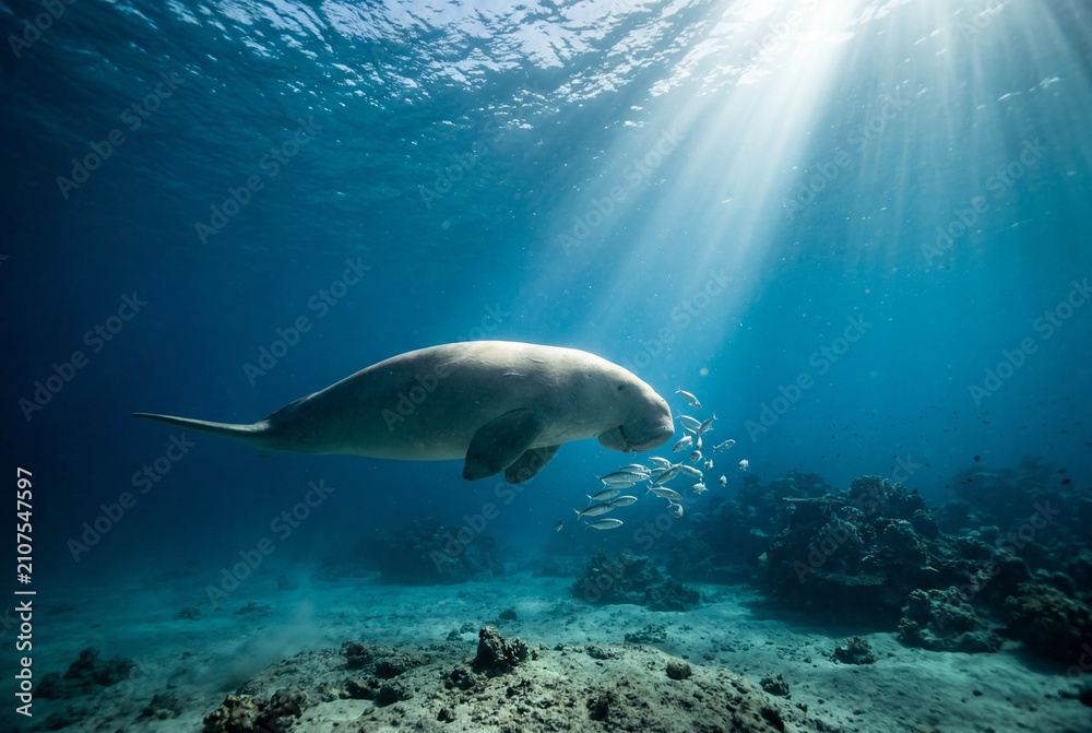 Naklejka premium Dugong swimming underwater with small fish in sunlit ocean