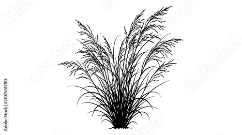 CAD tree lines,  grass Black pampas grass silhouette vector, wild meadow grass plant illustration, decorative ornamental grass bush isolated on white background vector
