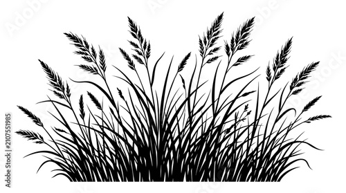 CAD tree lines,  grass Black grass silhouette vector, wild meadow plants and field weeds illustration, botanical pampas grass and cereal stalks isolated on white background vector