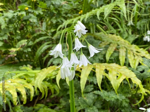 Foto Flower Snowdrops Galanthus nivalis