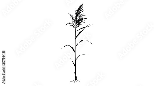 Obraz na plátne Single reed plant with a feathery top and visible roots stands upright in a black silhouette, isolated against a pristine white background