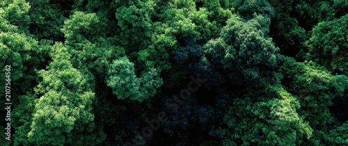 Lush green forest canopy viewed from an overhead perspective