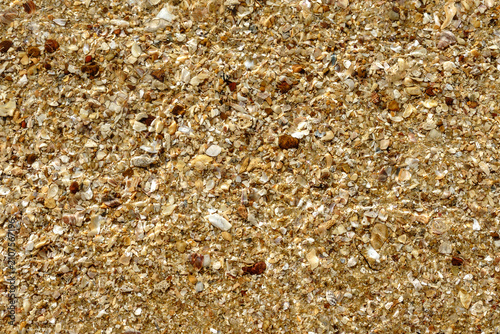 Bild auf Leinwand Water covered golden sand background with tiny broken shell fragments
