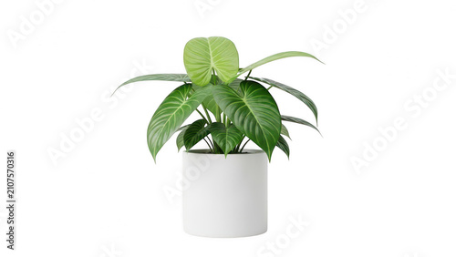 Green potted plant with large leaves in white ceramic pot, botanical