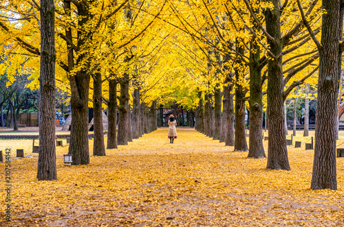 autumn trees in the park, Nami island, South Korea.