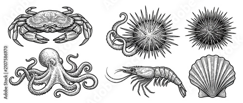 Fotografie Vintage Seafood Illustration: Crab, Octopus, Shrimp, Sea Urchin, Shell