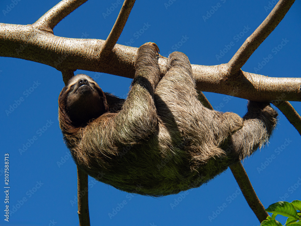 Obraz premium Three toed sloth hanging upside down from a tree branch against a clear blue sky in Costa Rica